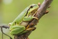 Hanging tree frog Royalty Free Stock Photo