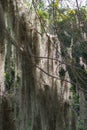 Hanging tree moss Royalty Free Stock Photo