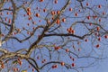 Hanging on a tree of persimmons. Tree without leaves with ripe persimmon fruit Royalty Free Stock Photo