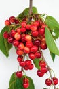 Hanging twig of red cherries with leaf on white. Royalty Free Stock Photo