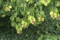 Hanging twigs of a katsura tree in springtime Royalty Free Stock Photo