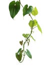 Hanging twisted vine liana plant with heart shaped green brownish leaves of purple yam or winged yam Dioscorea alata the tropic