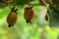 Hanging two fresh kiwi on the plant from helambu