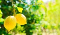 Lemon garden of Sorrento Royalty Free Stock Photo