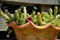 Huernia keniensis with flower in clay pot