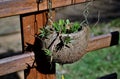 Hanging vase made of coconut shell with Portulaca grandiflora Royalty Free Stock Photo