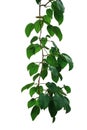 Hanging vine plant with dark green leaves and fruits of tropical forest climbing plant Scindapsus officinalis, Ayurvedic herbal