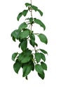 Hanging vine plant with dark green leaves and fruits of tropical forest climbing plant Scindapsus officinalis, herbal medicinal