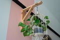 Hanging vine plant with heart-shaped variegated leaves of devil`s ivy or golden pothos Epipremnum aureum the popular tropic