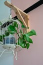 Hanging vine plant with heart-shaped variegated leaves of devil`s ivy or golden pothos Epipremnum aureum the popular tropic Royalty Free Stock Photo