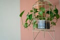 Hanging vine plant with heart-shaped variegated leaves of devil`s ivy or golden pothos Epipremnum aureum the popular tropic Royalty Free Stock Photo