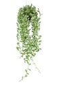 Hanging vine plant succulent leaves of epiphytic plant Dischidia sp. in tropical rainforest garden, indoor houseplant isolated