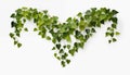 Hanging vines ivy foliage jungle bush heart isolated, white background