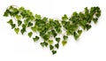 Hanging vines ivy foliage jungle bush heart isolated, white background