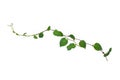 Hanging vines ivy foliage jungle bush, heart shaped green leaves climbing plant nature backdrop isolated on white background with Royalty Free Stock Photo