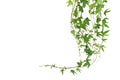 Hanging vines leaves of sweet potato vine plant isolated on white background with clipping path Royalty Free Stock Photo