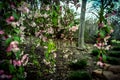 Hanging Vines