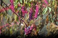 Hanging violet fruits and flowers in the air.