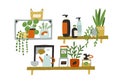 Hanging wall shelves with different interior decor and kitchen objects like glass jars with food, bottles, potted plants