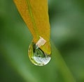 A hanging water drop from leaf edge with reflections Royalty Free Stock Photo