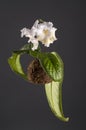 Hanging white flower of streptocarpus in a moss ball Royalty Free Stock Photo