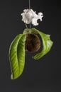 Hanging white flower of streptocarpus in a moss ball Royalty Free Stock Photo