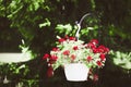 hanging white garden flower pot red blooming flowers green nature gardening spring bloom landscape Royalty Free Stock Photo