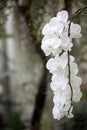 Hanging white orchids