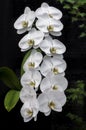 Hanging White Orchids Royalty Free Stock Photo