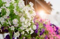 Hanging white Petunia flower Pot Containing Royalty Free Stock Photo