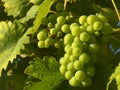 Hanging white vine grape