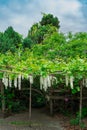 Hanging White Wisteria 3 Royalty Free Stock Photo