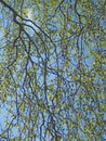 Hanging willow branches with bright green spring leaves against a sunlit blue sky Royalty Free Stock Photo