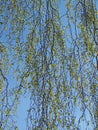 Hanging willow branches with bright green spring leaves against a sunlit blue sky Royalty Free Stock Photo