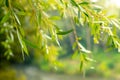 Hanging willow branches with fresh green leaves on a sunny day Royalty Free Stock Photo