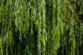 Hanging willow branches with green leaves. Background from green willow leaves Royalty Free Stock Photo