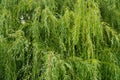 Hanging willow branches with green leaves. Background from green willow leaves Royalty Free Stock Photo