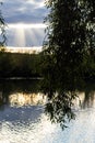 Hanging willow branches over the water surface of the river Royalty Free Stock Photo