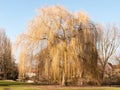 Hanging willow tree park early spring time sun light grass lands Royalty Free Stock Photo
