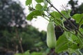 Hanging winter melon