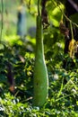 Hanging winter melon in the garden.Winter melon, White gourd, Winter gourd, Ash gourd Royalty Free Stock Photo