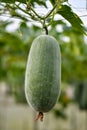 Hanging winter melon plant and fruits