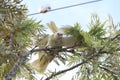 Australian Wildlife Series - Little Corella Cockatoo - Cacatua sanguinea