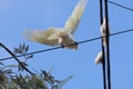 Australian Wildlife Series - Little Corella Cockatoo - Cacatua sanguinea