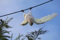 Australian Wildlife Series - Little Corella Cockatoo - Cacatua sanguinea