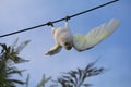 Australian Wildlife Series - Little Corella Cockatoo - Cacatua sanguinea