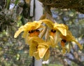 Hanging yellow orchids