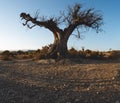hangman tree. Old dead olive tree Royalty Free Stock Photo