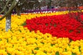 Hangzhou tulip festival