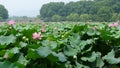 Hangzhou west lake Royalty Free Stock Photo